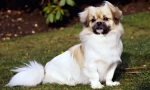 Tibetan spaniel